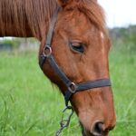 tired horse, fatima, buenos aires, tired horse, tired horse, tired horse, tired horse, tired horse, buenos aires